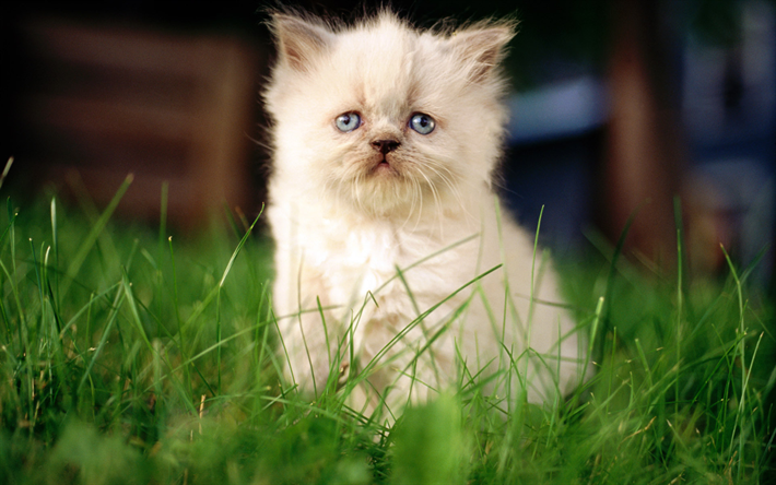 beige flauschige k&#228;tzchen, das gr&#252;ne gras, niedliche kleine katze, blaue augen, katzen