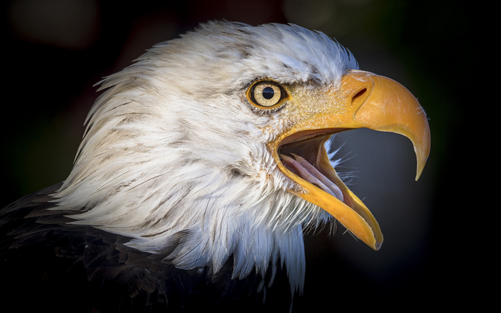 bald eagle, large beak, American bird, birds of prey, sea eagles, USA, American symbol