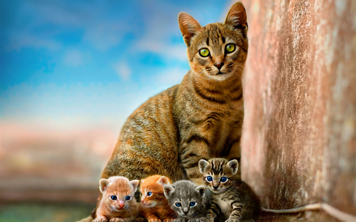 Toyger, mom and cubs, cute animals, cats, family, kittens