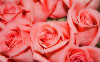 4k, rosas de color rosa, macro, primer plano, capullos rosados, bokeh, rosas, flores de color rosa