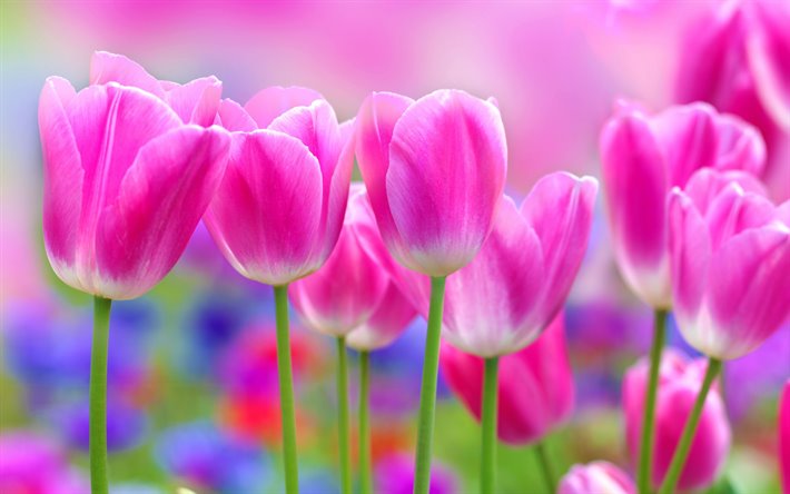 ピンクのチューリップ, ピンク色の春の花, チューリップ, 花背景, 背景にピンクのチューリップ, 春