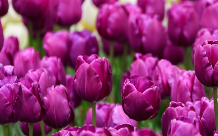 紫色のチューリップ, 紫色の花の背景, チューリップ, 春の花, 背景とチューリップ