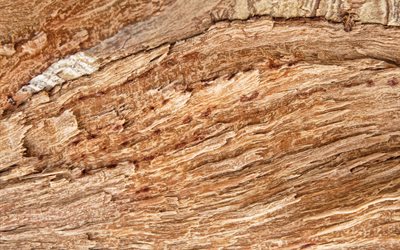 luce la texture del legno, legno, sfondo, di legno chiaro, legno naturale texture