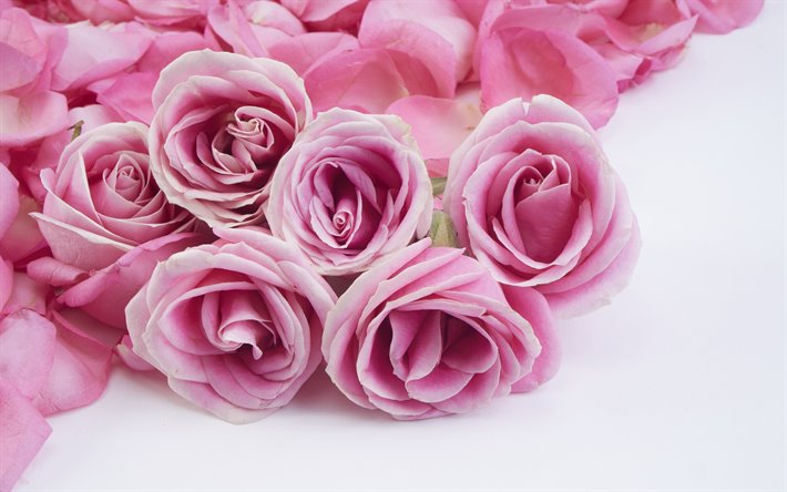 rosas cor-de-rosa, cor-de-rosa floral de fundo, rosas em um fundo branco, fundo com rosas