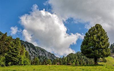 イタリア, Trentinoアルトアディジェ, 草原, 牧草地, 山々, 牛, Tesero