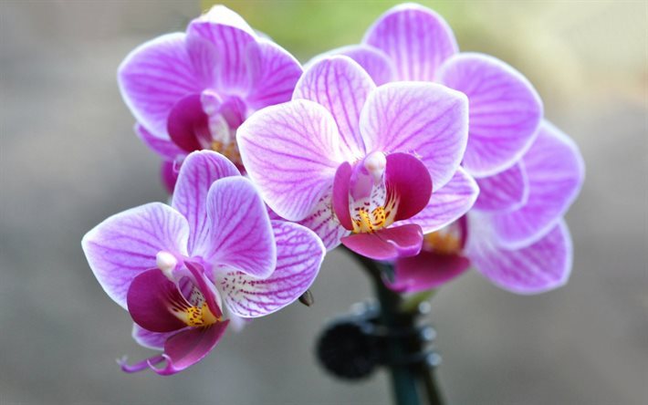 Orchid, rosa orkid&#233;, vacker blomma, rosa blommor