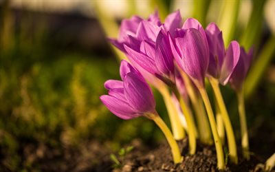 crocus, ピンクの花, 春, 野の花, 朝, サンライズ, 紫先生の授業も分かり易く楽