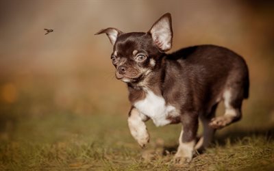 Chihuahua, small dog, cute animals, brown dog, puppy