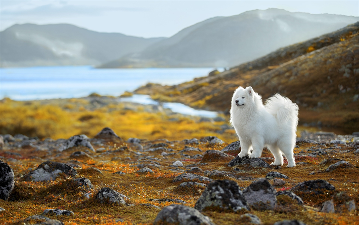 Samoiedo, bianco soffici cane, simpatici animali, cani bianchi, paesaggio di montagna