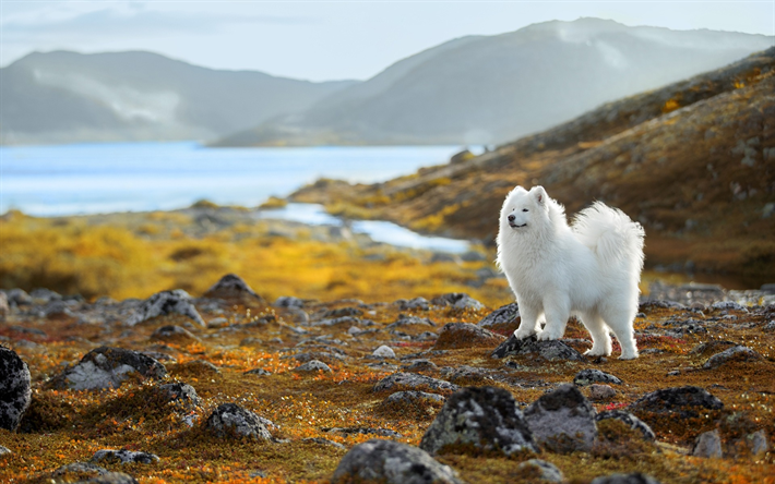 samojede, flauschigen wei&#223;en hund, niedliche tiere, wei&#223;e hunde, berglandschaft