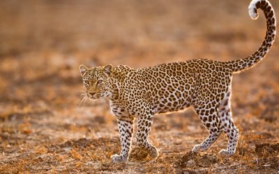 leopard, africa, wild cat, wildlife, sunset, dangerous animals