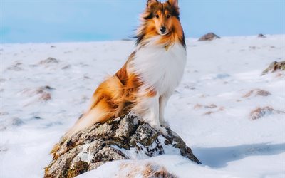 big dog, collie, winter, snow, pets, brown collie