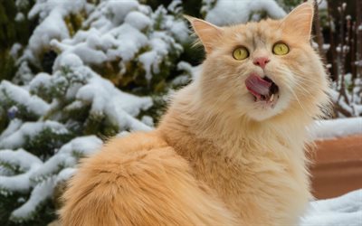 British cat, ginger fluffy cat, pets, breeds of ginger cats