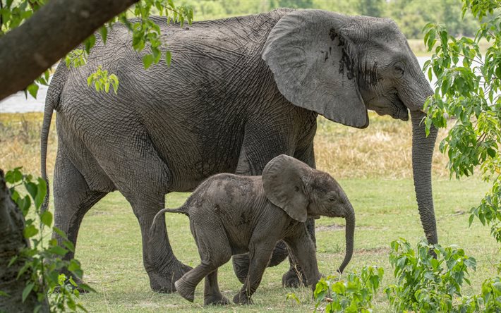 elefantes, pequeno elefante, a vida selvagem, animais fofos, elefante fam&#237;lia, cinza elefante