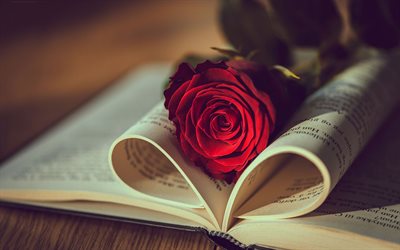 rote rose in einem buch, liebe konzepte, buchen, rosen, romantik, stimmung
