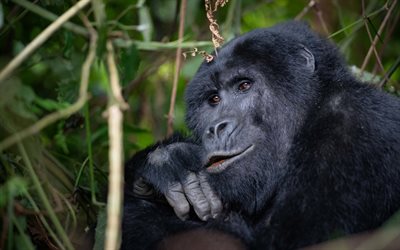 gorilla, fauna selvatica, tipo il viso, nero grosso gorilla, la foresta, la grande scimmia