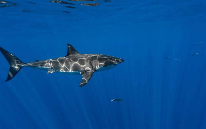 shark, underwater world, White shark, dangerous animals, shark underwater