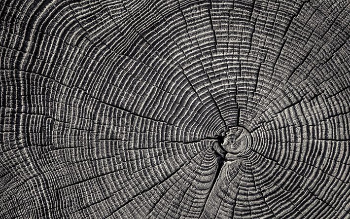 sfondo di legno grigio, macro, taglio di legno, struttura in legno circolare, assi di legno, sfondi in legno, sfondi grigi, strutture in legno