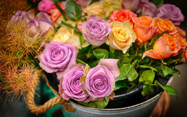 purple roses, orange roses, bouquet of roses, metal bucket with roses, beautiful flowers, roses