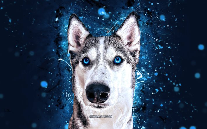 Husky siberiano, 4k, luzes de n&#233;on azuis, Husky com olhos azuis, animais fofos, animais de estima&#231;&#227;o, c&#227;es, Husky 4K, husky, husky siberiano abstrato