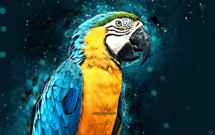 Ara blu e giallo, 4k, luci al neon blu, pappagallo blu, Ara ararauna, creativo, pappagalli, Ara blu e oro, Ara