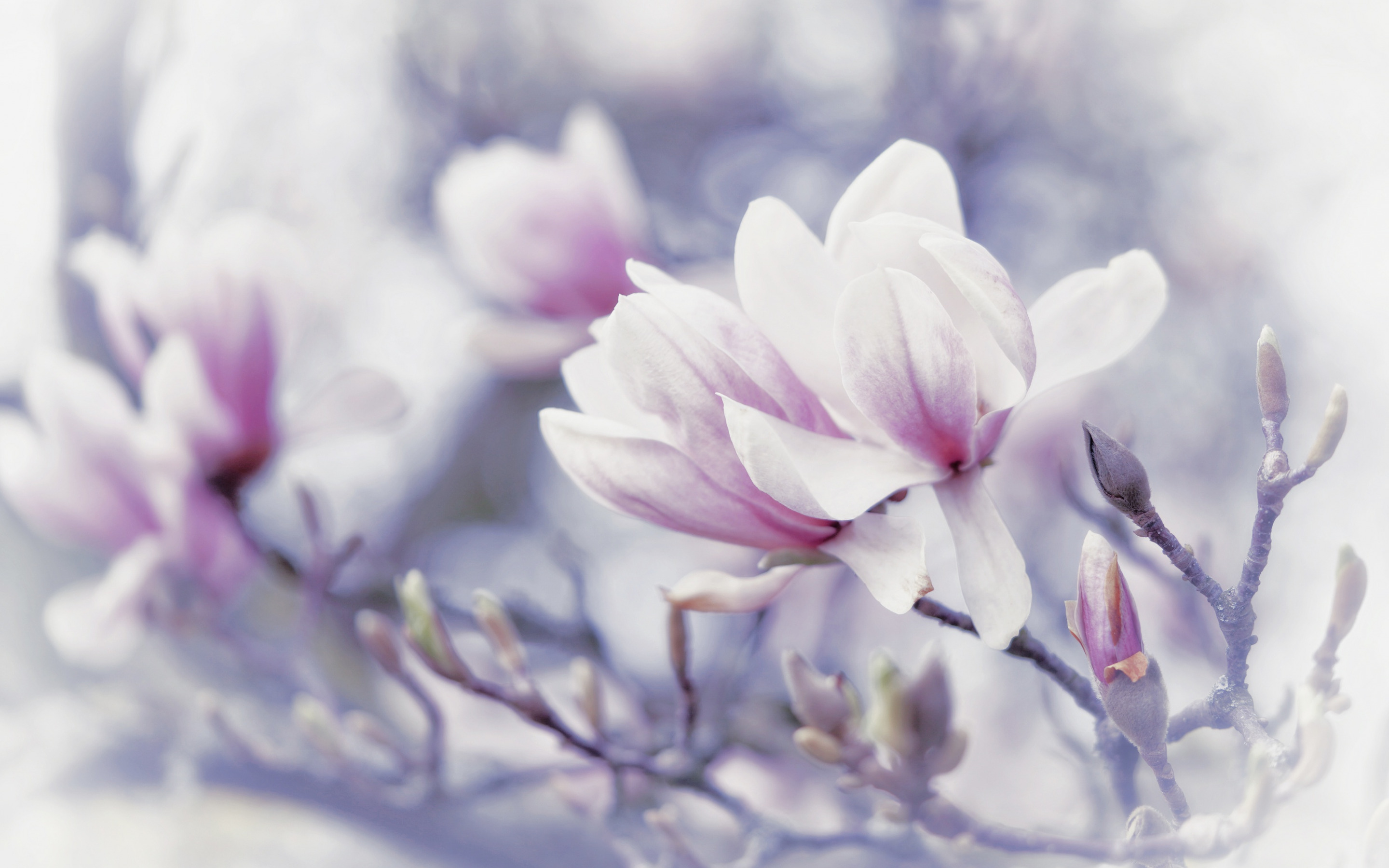 Descargar fondos de pantalla magnolia, flores de primavera, fondo con  magnolias, primavera, fondo con flores, magnolias rosas monitor con una  resolución 2880x1800. Imagenes de escritorio