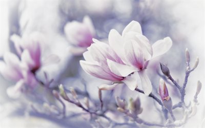 magnolia, kev&#228;tkukat, tausta magnolioilla, kev&#228;t, tausta kukkilla, vaaleanpunaiset magnoliat