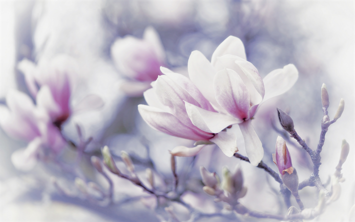 magnolia, flores de primavera, fondo con magnolias, primavera, fondo con flores, magnolias rosas