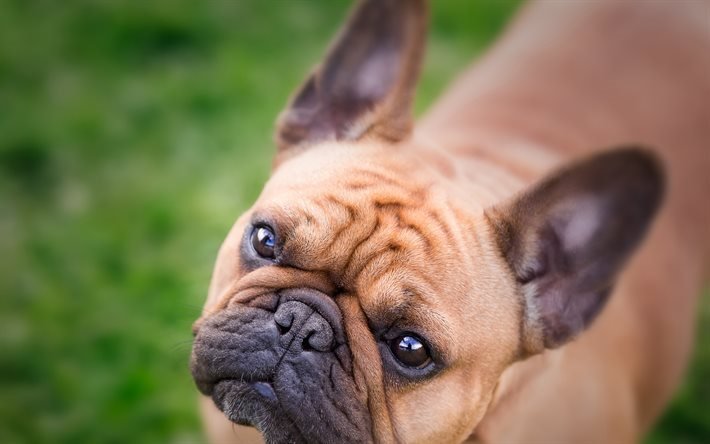 bulldog franc&#234;s, focinho, blur, animais fofos, c&#227;es