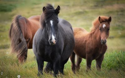 Hevonen, lauma hevosia, ruskea hevonen, Skotlanti
