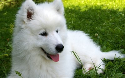 Samoyedo, c&#233;sped, cachorro, simp&#225;ticos animales, perros, hierba verde, mascotas, Perro Samoyedo