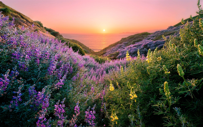 hermosa puesta de sol, costa, hierba, cielo, sol, la colina, el mar, la costa, el horizonte de San Francisco, estados UNIDOS