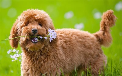 トイプードル, 芝生, 犬, かわいい動物たち, 花, ペット, トイプードル犬