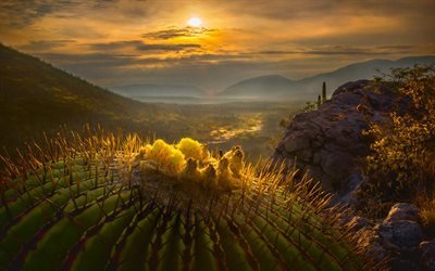 Le mexique, cactus, coucher de soleil, montagnes, d&#233;sert, Am&#233;rique du Nord