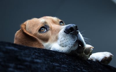 Beagle, focinho, close-up, animais de estima&#231;&#227;o, cachorros, triste c&#227;o, animais fofos, C&#227;o