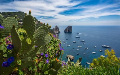 Capri, cactus, sea, rocks, coast, Italy, Europe