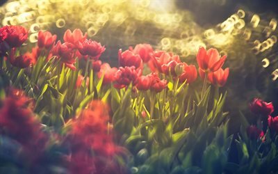 los tulipanes, bokeh, primavera, rosa tulipanes, c&#233;sped