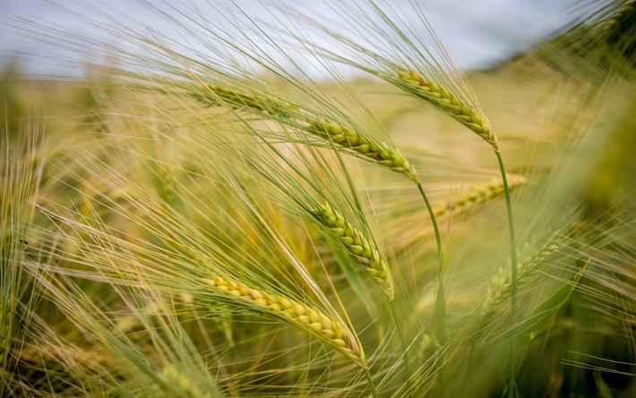 green spikelets, barley field, crop, field, ears