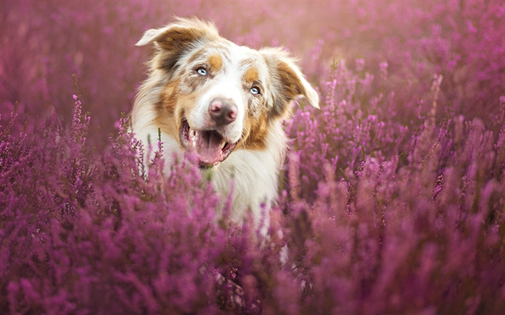 Border Collie Dog, lavender, pets, cute animals, funny dog, dogs, Border Collie