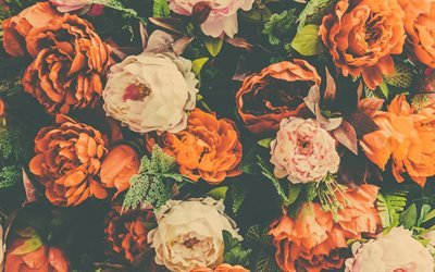 laranja pe&#244;nias, retro, floral de fundo, vintage, pe&#244;nias, lindas flores