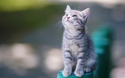 gray small kitten, domestic cat, bokeh, small cats, pets, cute little animals