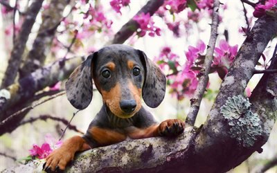 Dachshund Dog, spring, pets, dogs, muzzle, cute animals, Dachshund
