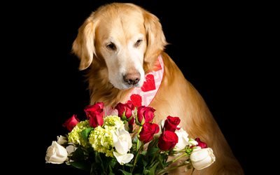 le labrador retriever, le bouquet de roses, un chien avec des fleurs, des roses rouges, bouquet de fleurs