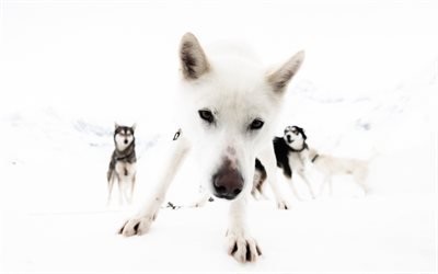 husky branco, c&#227;es de pequeno porte, filhotes, animais fofos, animais de estima&#231;&#227;o