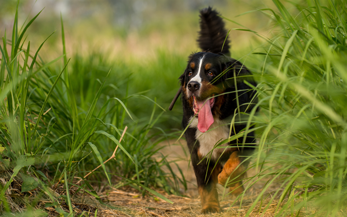 4k, Berner Sennenhund, bushes, pets, cute animals, Bernese Mountain Dog, dogs, Berner Sennenhund Dog