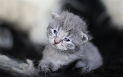 pequeno cinza fofo gatinho, animal de estima&#231;&#227;o, pequeno gato, olhos azuis, animais fofinhos