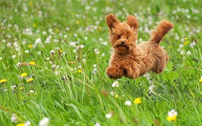 Toy Poodle, flying dog, lawn, cute animals, dogs, pets, Toy Poodle Dog