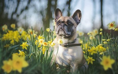 Bulldog francese, cagnolino, animale domestico, carino animali, narcisi, giallo, fiori, primavera