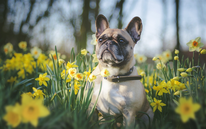 البلدغ الفرنسية, كلب صغير, الحيوانات الأليفة, الحيوانات لطيف, النرجس, الزهور البرية الصفراء, الربيع