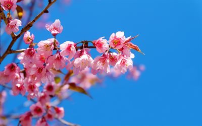 cherry blossom, spring, spring pink flowers, blue clear sky, cherry branches